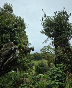 A lush cloud forest landscape framed by two moss-covered tree trunks, with dense vegetation, epiphytes, and a peaceful green valley beneath an overcast sky. 