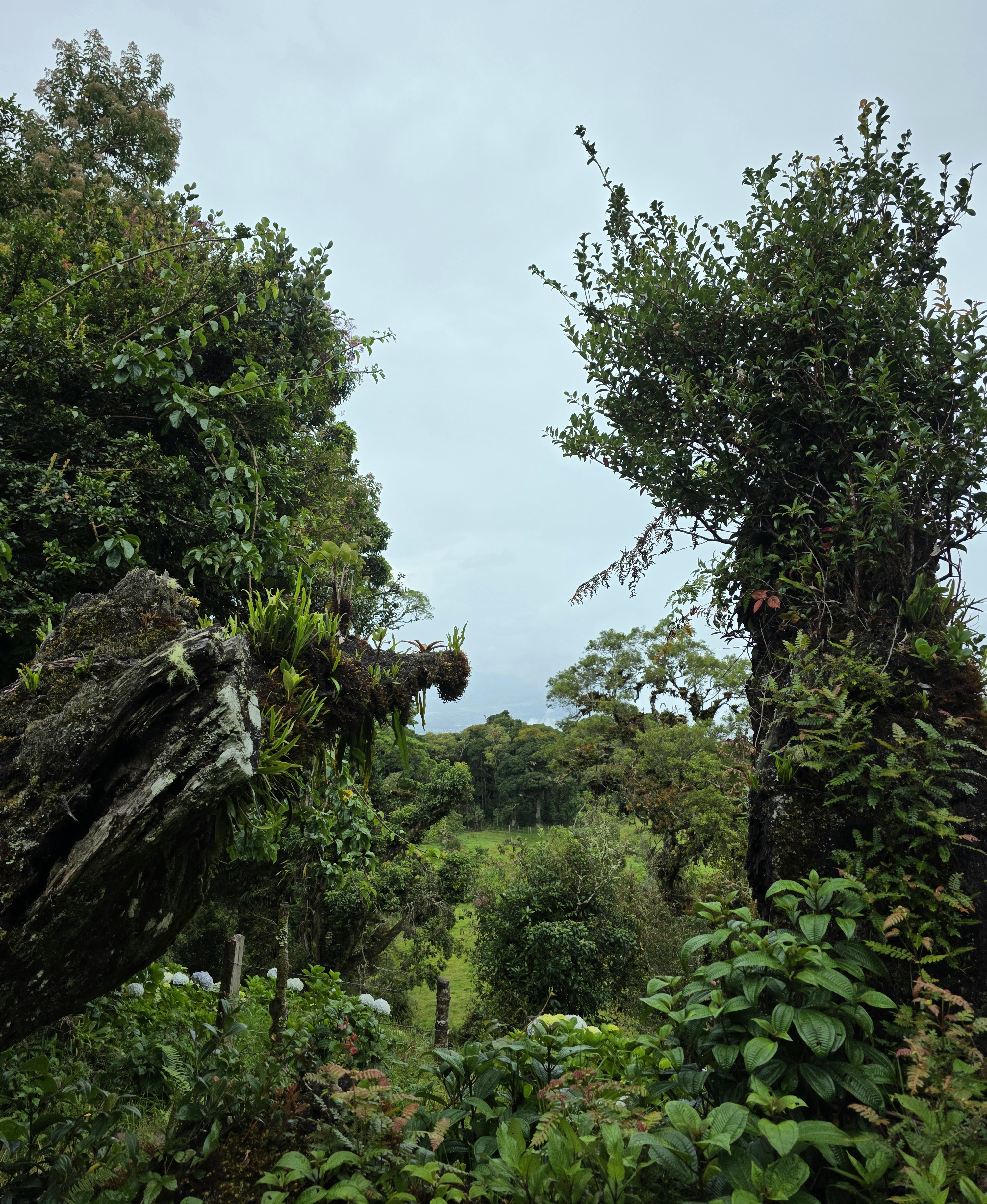 A lush cloud forest landscape framed by two moss-covered tree trunks, with dense vegetation, epiphytes, and a peaceful green valley beneath an overcast sky.
