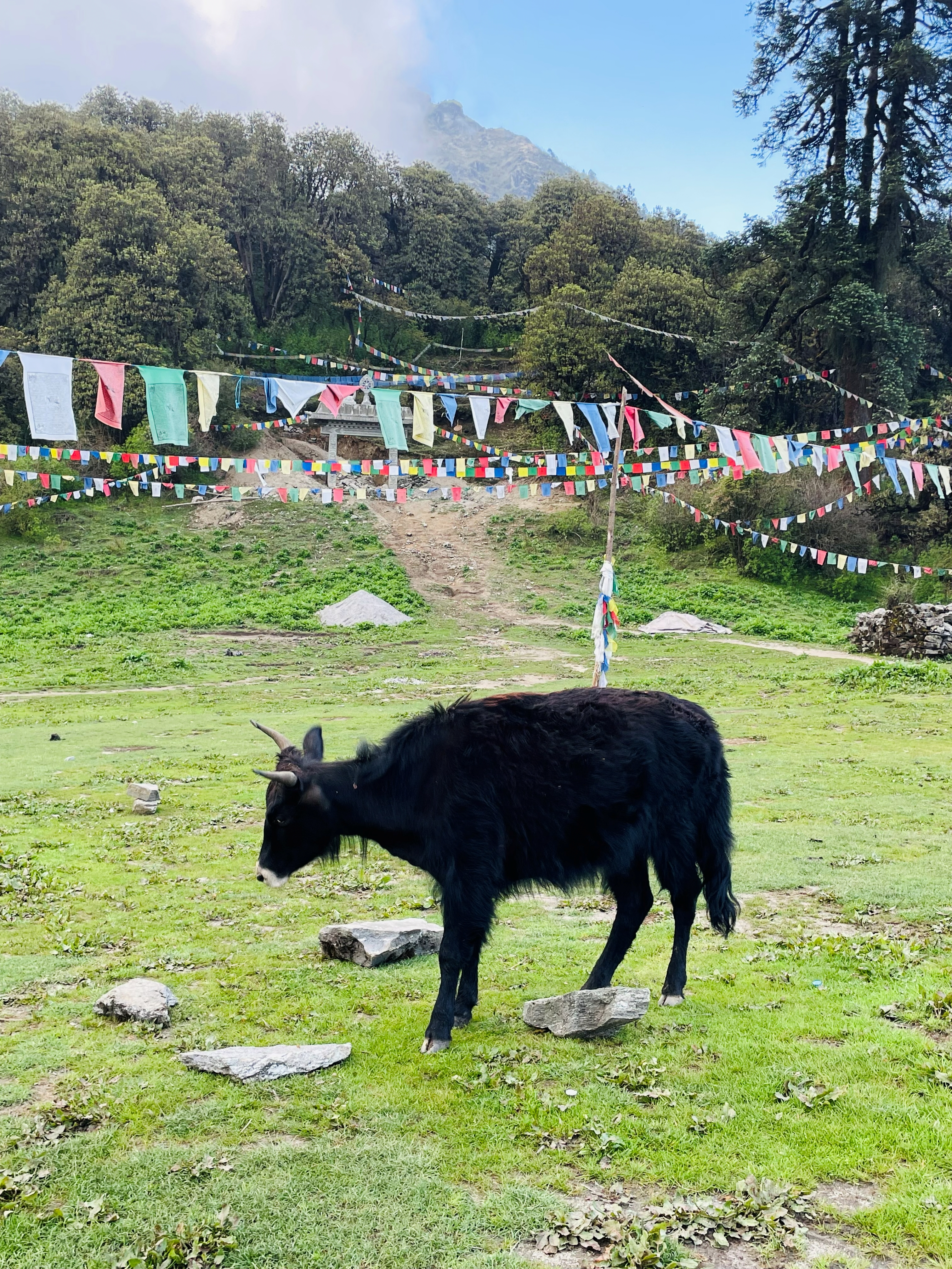A peaceful yak enjoying the fresh mountain air, with colorful prayer flags fluttering in the background.