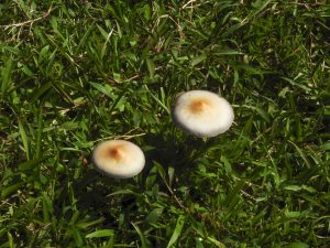 Two round, cream-colored mushrooms with orange centers on their caps growing among dense green gras