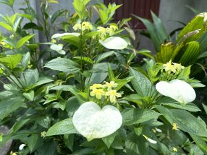A Mussaenda plant (white flag bush) with small yellow flowers and large, prominent white sepals growing among green leaves.
