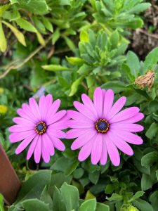A close-up view of two vibrant pink flowers with long, thin petals radiating from a dark center. Each flower features a ring of small yellow stamens around the center, adding a touch of brightness. The flowers are surrounded by lush green leaves that create a natural, lively backdrop. The overall scene conveys a sense of freshness and beauty, highl