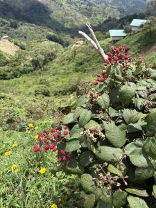 A lush blackberry bush filled with bright red berries in the foreground, with a scenic view of green mountain hills and small houses in the background.
