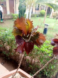 A close-up of an ornamental foliage plant with ruffled leaves in shades of green, bronze, and burgundy growing in a garden.
