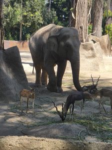 
An elephant and several gazelles in a grassy outdoor enclosure surrounded by trees.