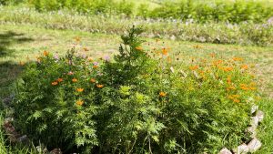 Orange cosmos flowers blooming in a garden bed with lush green foliage, creating a colorful display in a landscaped outdoor garden.
