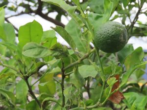 
A close-up view of a green lime hanging from a small branch among vibrant green leaves. 