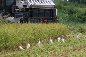 A photograph captures a rural scene with a combine harvester operating in a field of tall, golden rice stalks. Several cattle egrets, are scattered among the harvested plants, waiting for the machinery to circle back. The background features more lush green vegetation and two power lines.