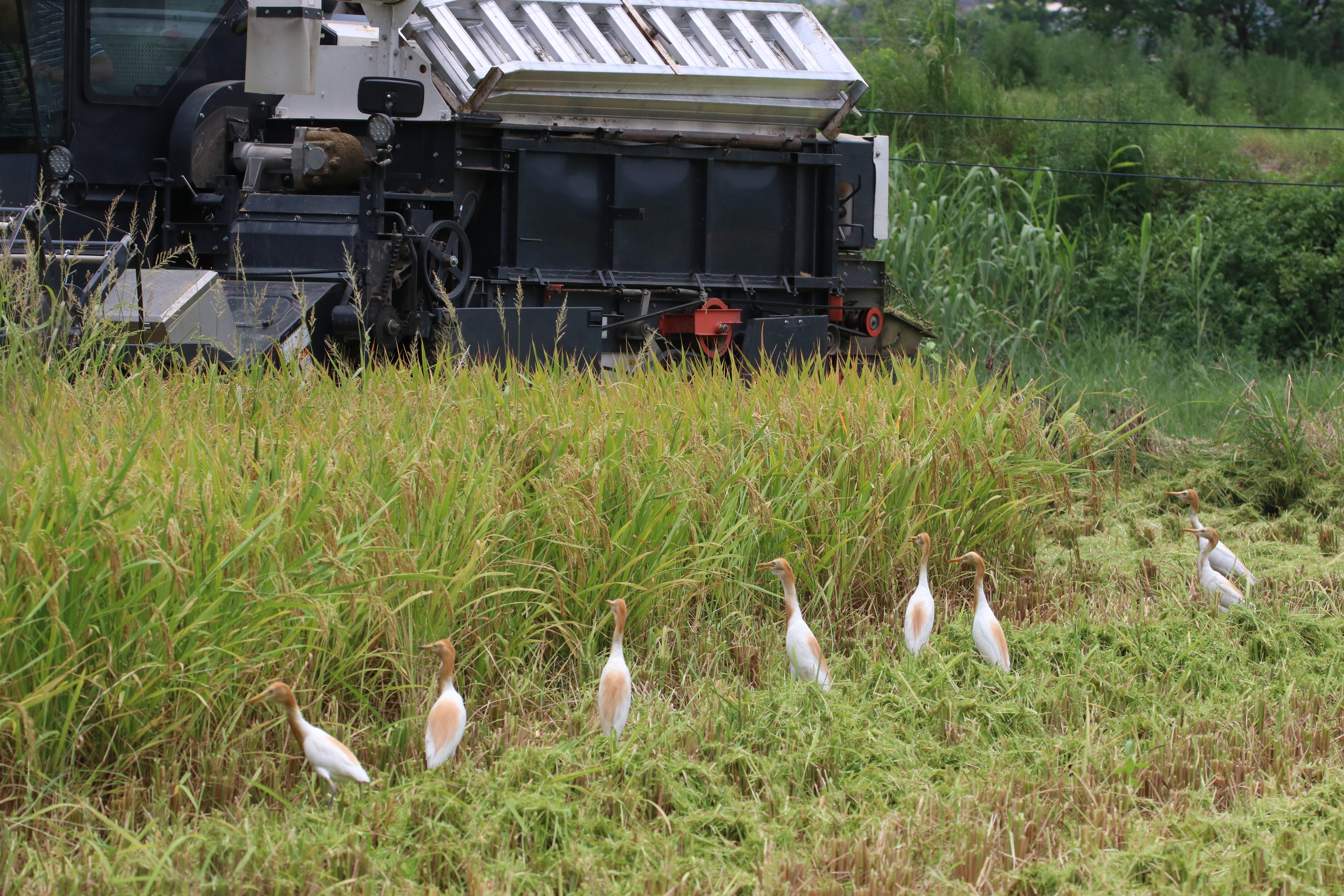 A photograph captures a rural scene with a combine harvester operating in a field of tall, golden rice stalks. Several cattle egrets, are scattered among the harvested plants, waiting for the machinery to circle back. The background features more lush green vegetation and two power lines.