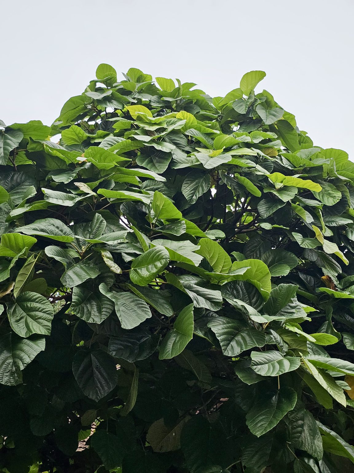 A large Ficus auriculata tree with broad green leaves spreads its dense canopy beneath a bright sky. The fresh foliage creates a calm and refreshing natural scene. Captured in Nadakkavu, Kozhikode. It is commonly known as the Roxburgh fig and the elephant ear tree.