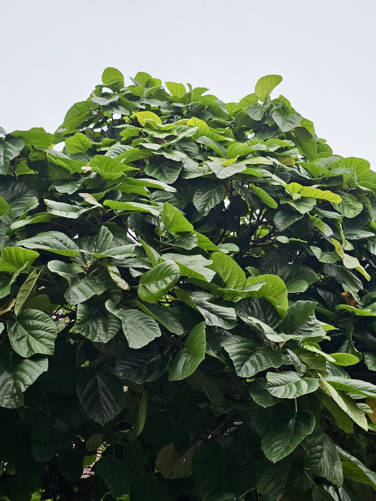A large Ficus auriculata tree with broad green leaves spreads its dense canopy beneath a bright sky. The fresh foliage creates a calm and refreshing natural scene. Captured in Nadakkavu, Kozhikode. It is commonly known as the Roxburgh fig and the elephant ear tree.