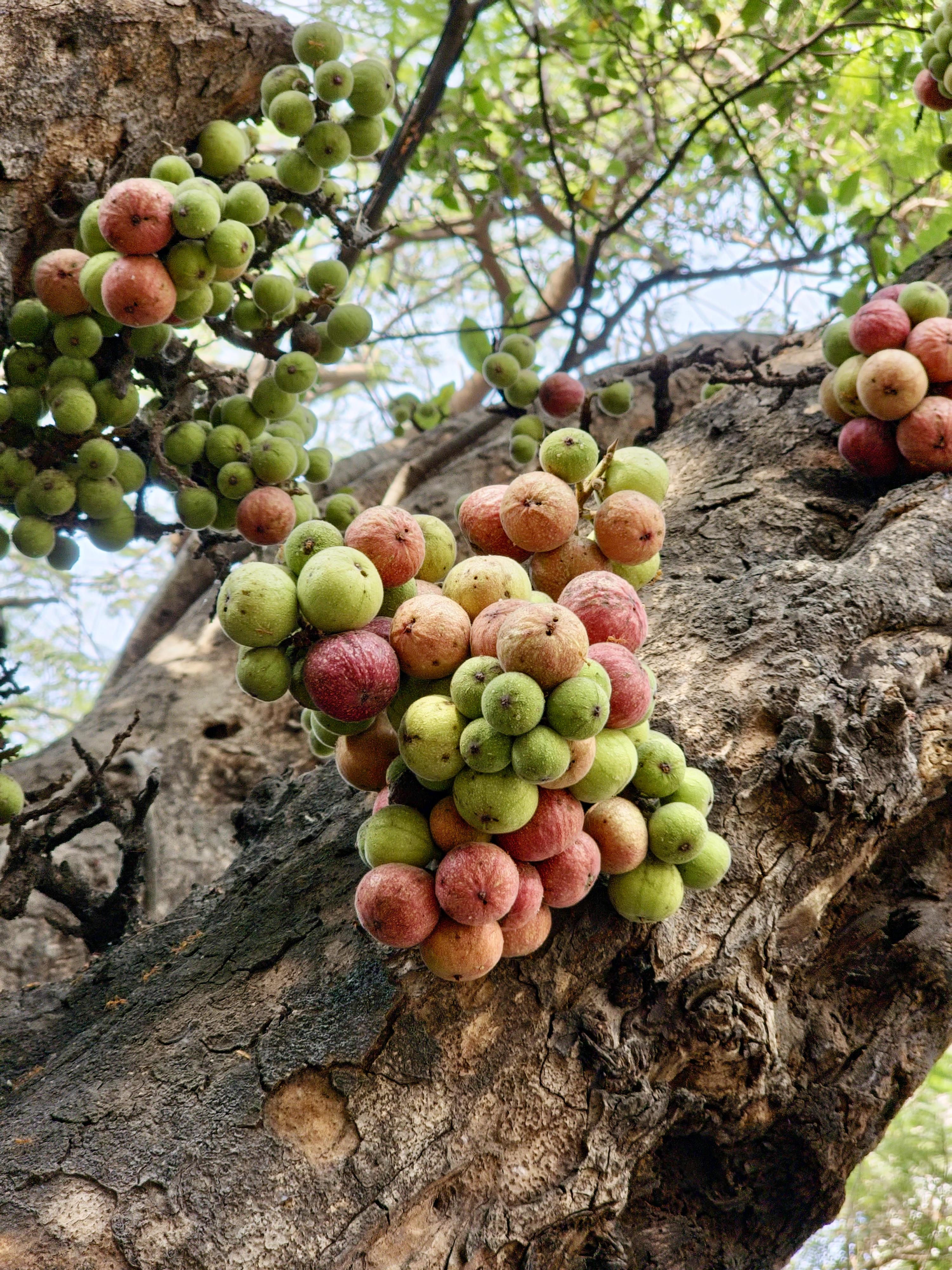 Colorful cluster fig fruits grow directly from the trunk of a mature tree, showing one of nature's unique fruiting patterns. Captured in Pune, Maharashtra.
