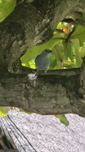 A small gray bird perches on a tree branch surrounded by green leaves and textured bark.