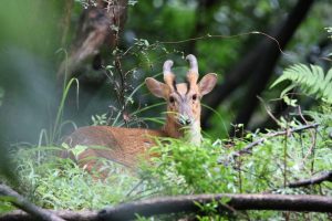 A Muntjac stands on a forest hill with lower body covered by green vegetation. The muntjac is a small deer, growing up to 52cm high at the shoulder. They have a light red-brown fur, apart from their stomach which is creamy white. Their black facial markings are diamond-shaped on does (females) and V-shaped on bucks (males).