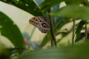 Butterfly with intricate brown and gray wing patterns clings to a slender tropical plant stem, its large circular eyespot prominently visible. Softly blurred green leaves frame the scene, drawing attention to the butterfly’s detailed markings against a lush natural background.
