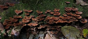 Large group of reddish-brown bracket fungi spreading across a moss-covered fallen log.