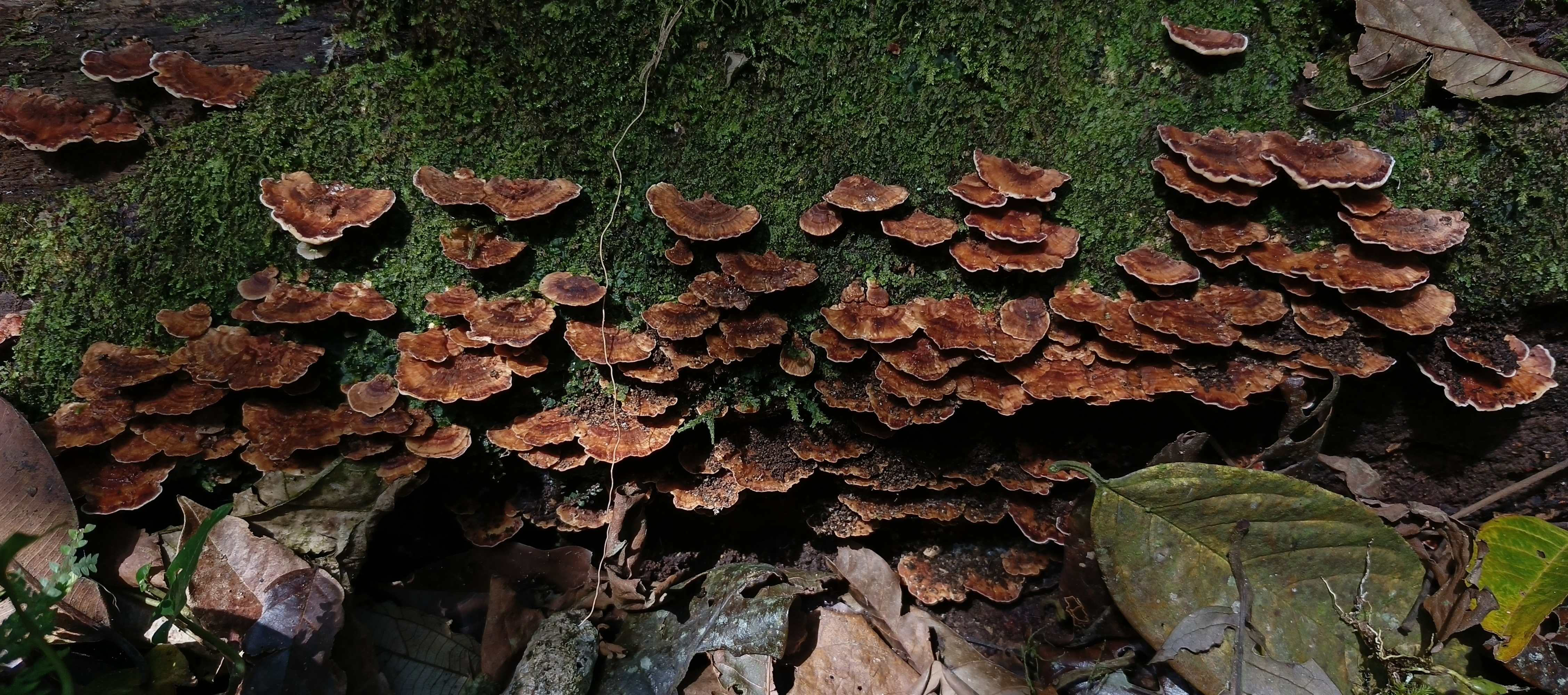 Large group of reddish-brown bracket fungi spreading across a moss-covered fallen log.
