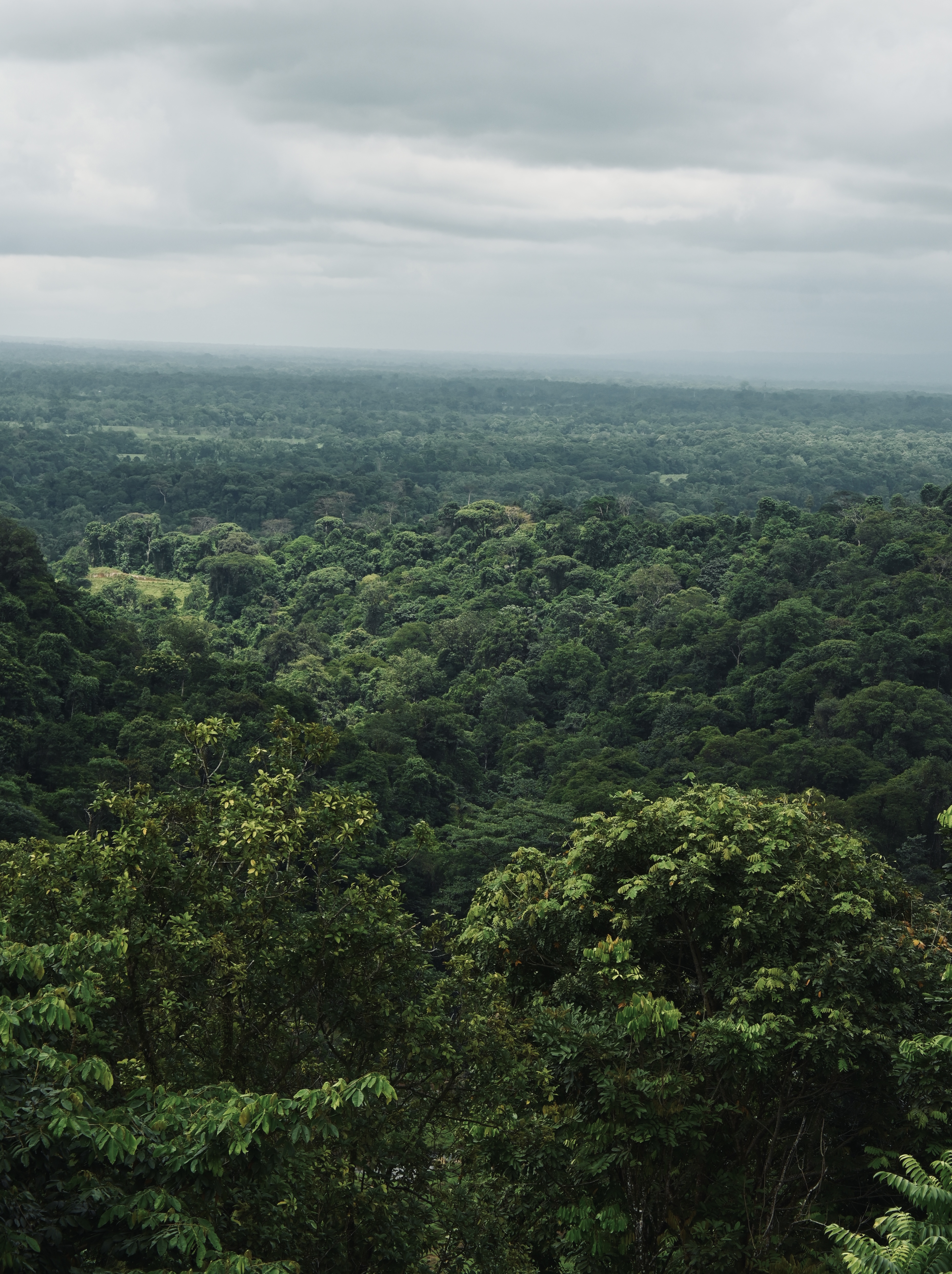 Panoramic view of the rainforest in Sarapiquí, featuring a vast expanse of trees stretching to the horizon.
