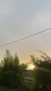 
Tall green plants at sunset with a warm orange sky in the background.