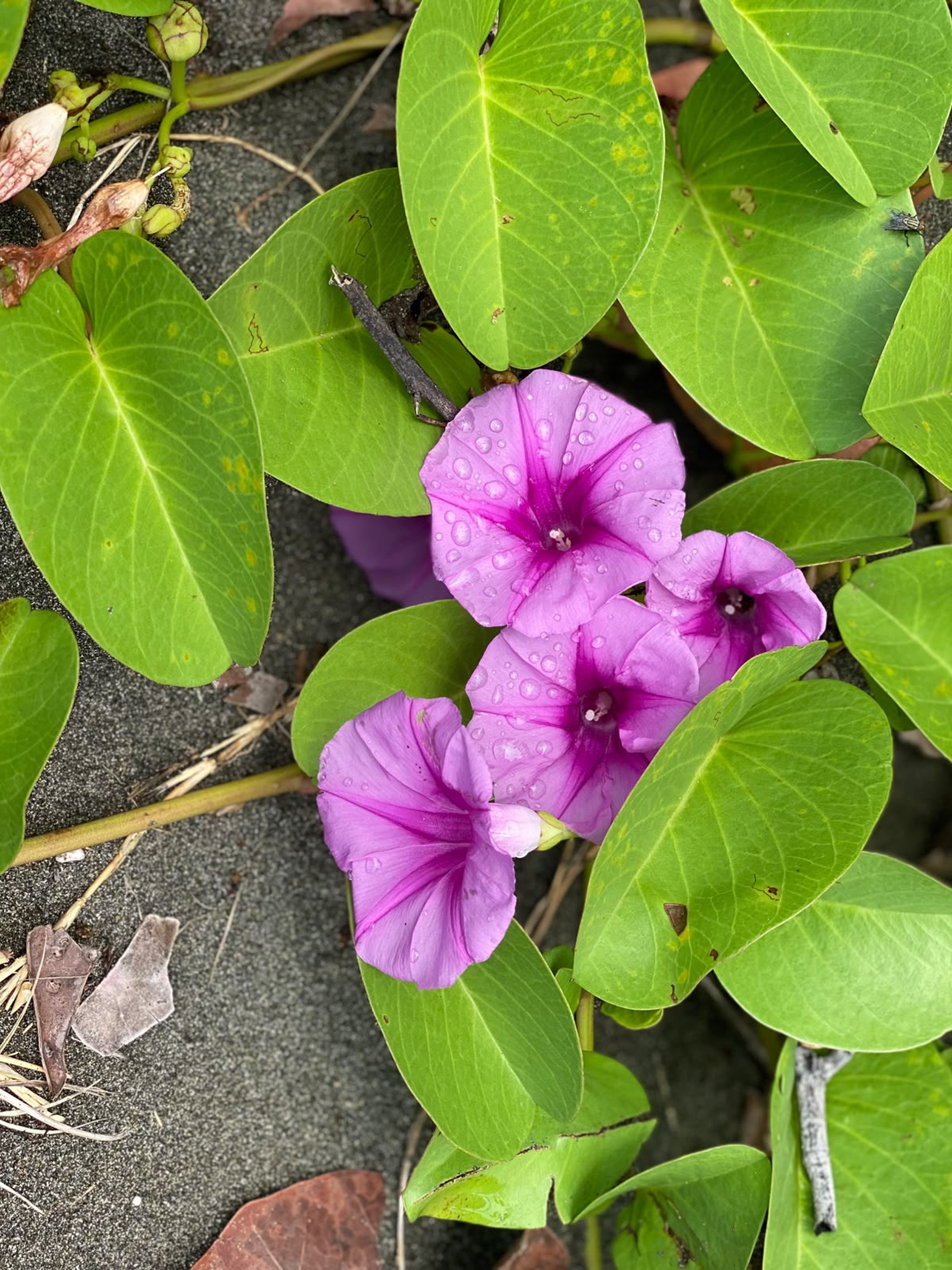 Close-up of vibrant pink flowers surrounded by lush green leaves with fresh raindrops.