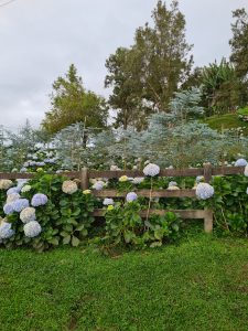 A garden filled with pale blue and white hydrangeas behind a rustic wooden fence. Small evergreen trees and taller vegetation grow across the hillside.
The scene is set beneath a cloudy sky with green grass in the foreground.