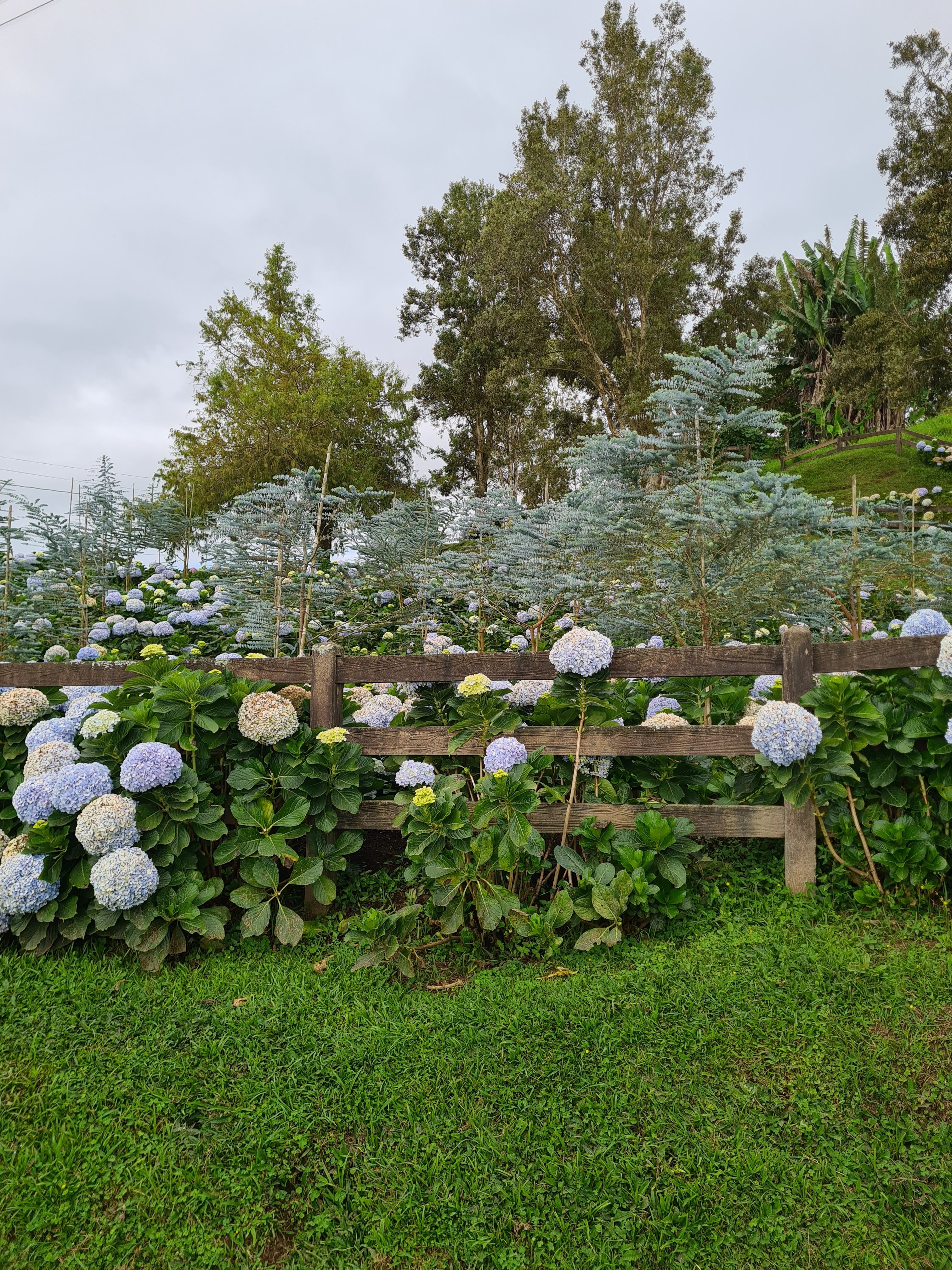 A garden filled with pale blue and white hydrangeas behind a rustic wooden fence. Small evergreen trees and taller vegetation grow across the hillside.
The scene is set beneath a cloudy sky with green grass in the foreground.