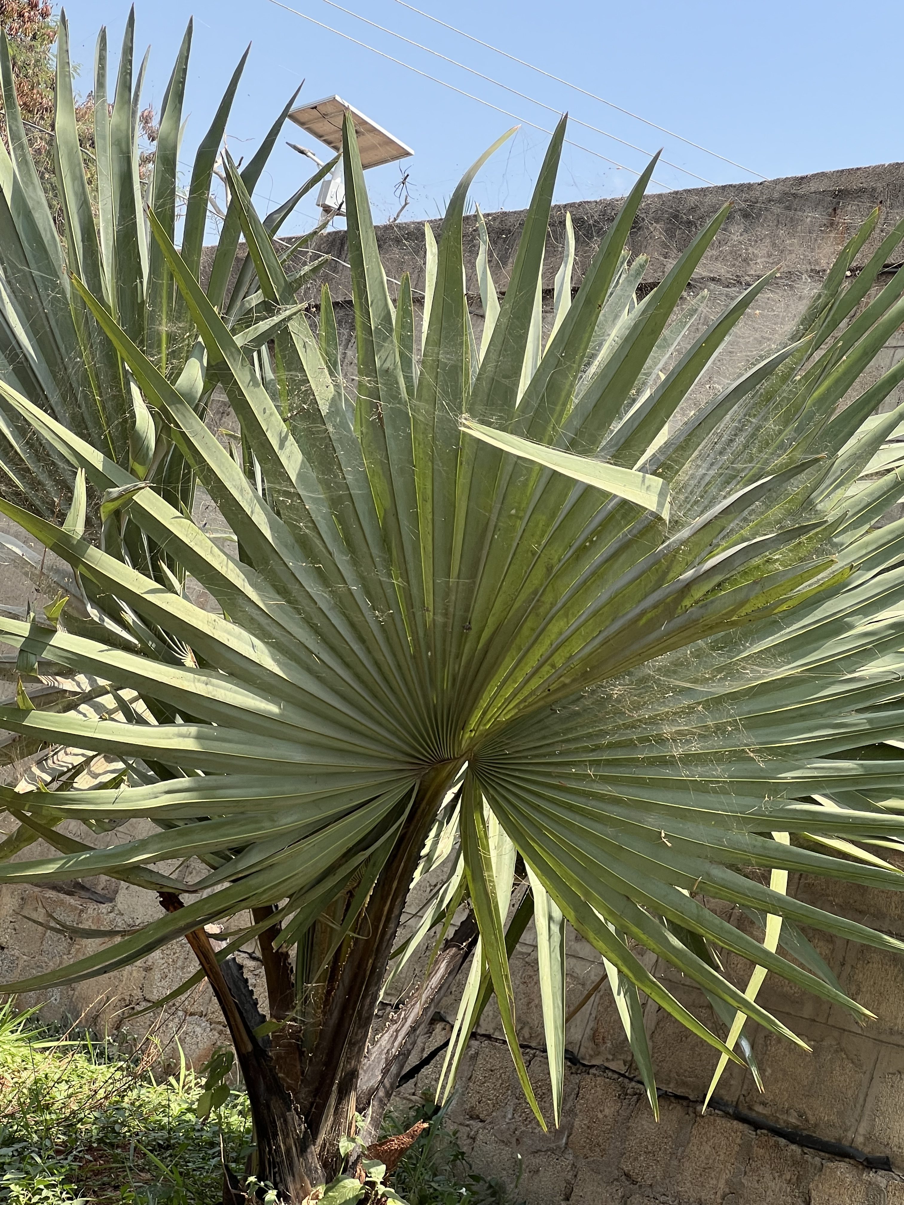 Close-up of a fan palm with broad green fronds covered in fine spider webs.