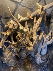 A display case containing dried, tangled tree branches and roots, with several tan and brown moths perched on the wood, wings spread. The background shows a textured gray stone wall.