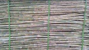 Bundle of sugarcane tied up with green ropes

