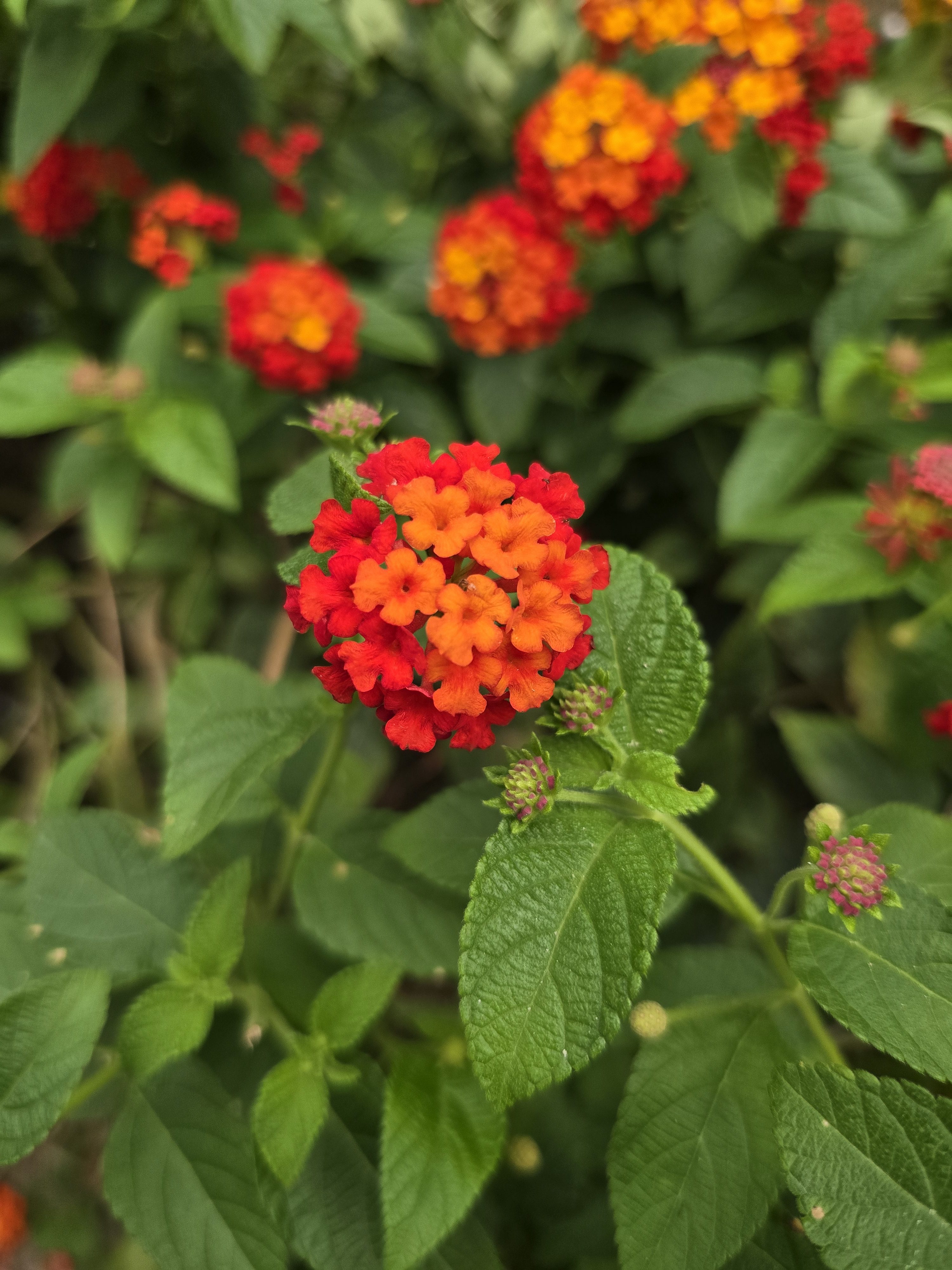 Vibrant lantana flower head with orange centre florets fading to red outer florets, in sharp focus against a soft background of green foliage and more red-orange lantana clusters.