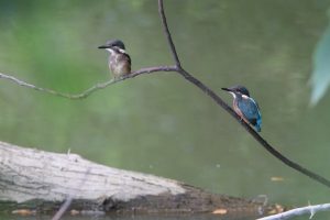 Two young kingfishers perched on a dark bare branch above water against a blurred green background. Under them, there is a large log floating on the water.