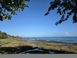 A rocky tropical shoreline with tide pools framed by lush tree branches beneath a clear blue sky.