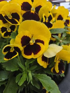 Cluster of yellow pansies with dark maroon centers, densely blooming close together with green leaves and a few water droplets visible on the petals.

