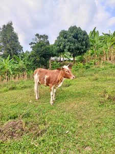 A brown and white cow standing in a grassy field surrounded by banana plants and trees in a rural landscape.