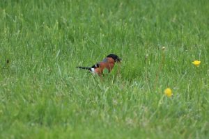 Male Bullfinch feeding on Dandelion seeds on a grass lawn.