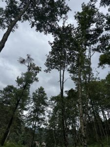 A low-angle view looks up toward the sky through a dense forest canopy. Tall, slender trees with dark bark stretch upward, their green leafy branches framing a pale, overcast grey sky filled with soft clouds. The lush foliage creates a natural, shadowed canopy overhead.