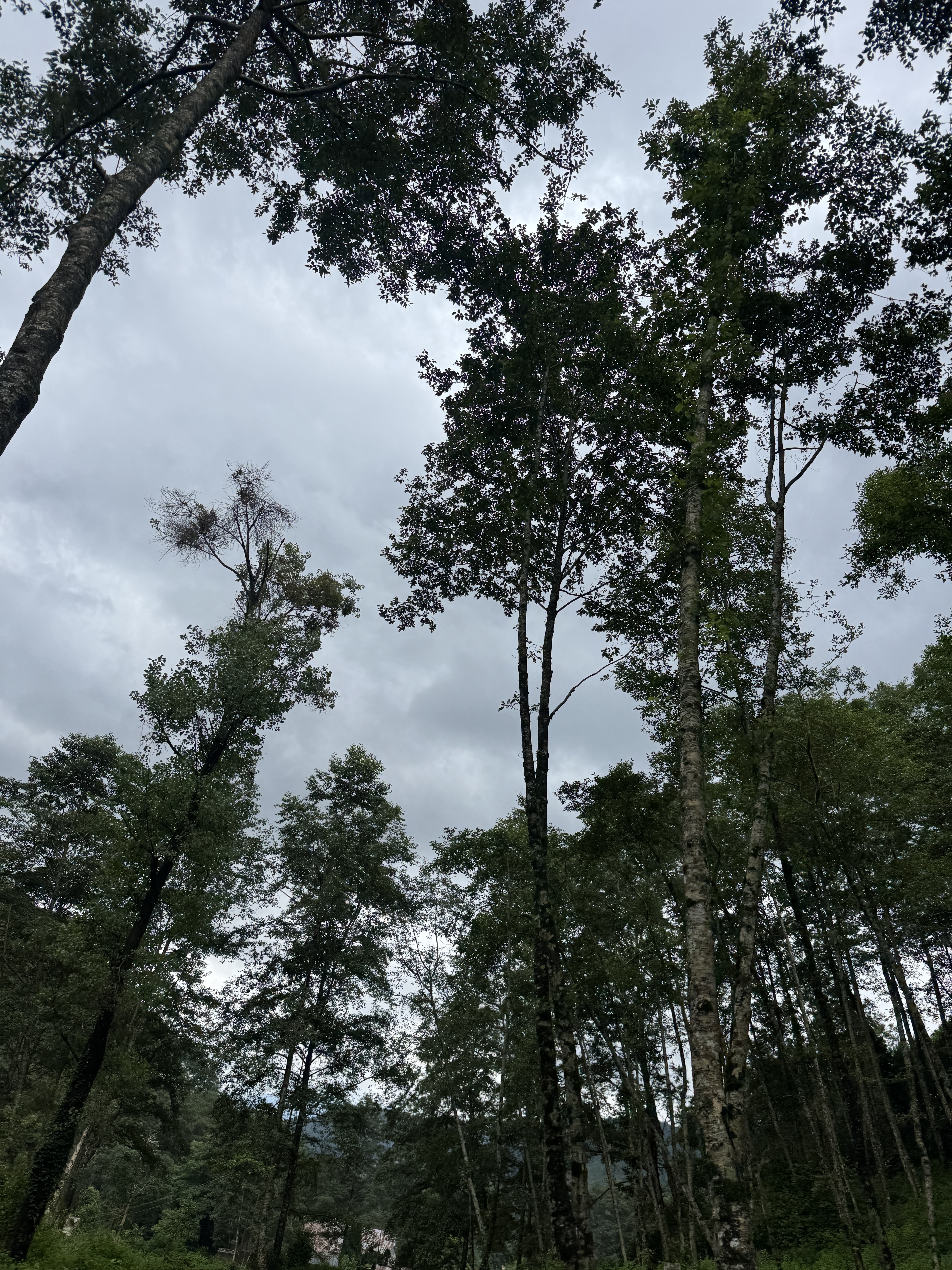 A low-angle view looks up toward the sky through a dense forest canopy. Tall, slender trees with dark bark stretch upward, their green leafy branches framing a pale, overcast grey sky filled with soft clouds. The lush foliage creates a natural, shadowed canopy overhead.
