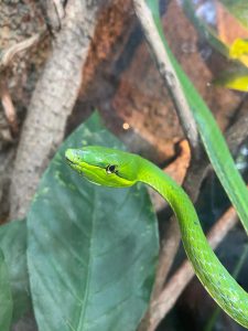 Bright green snake resting among lush green leaves.