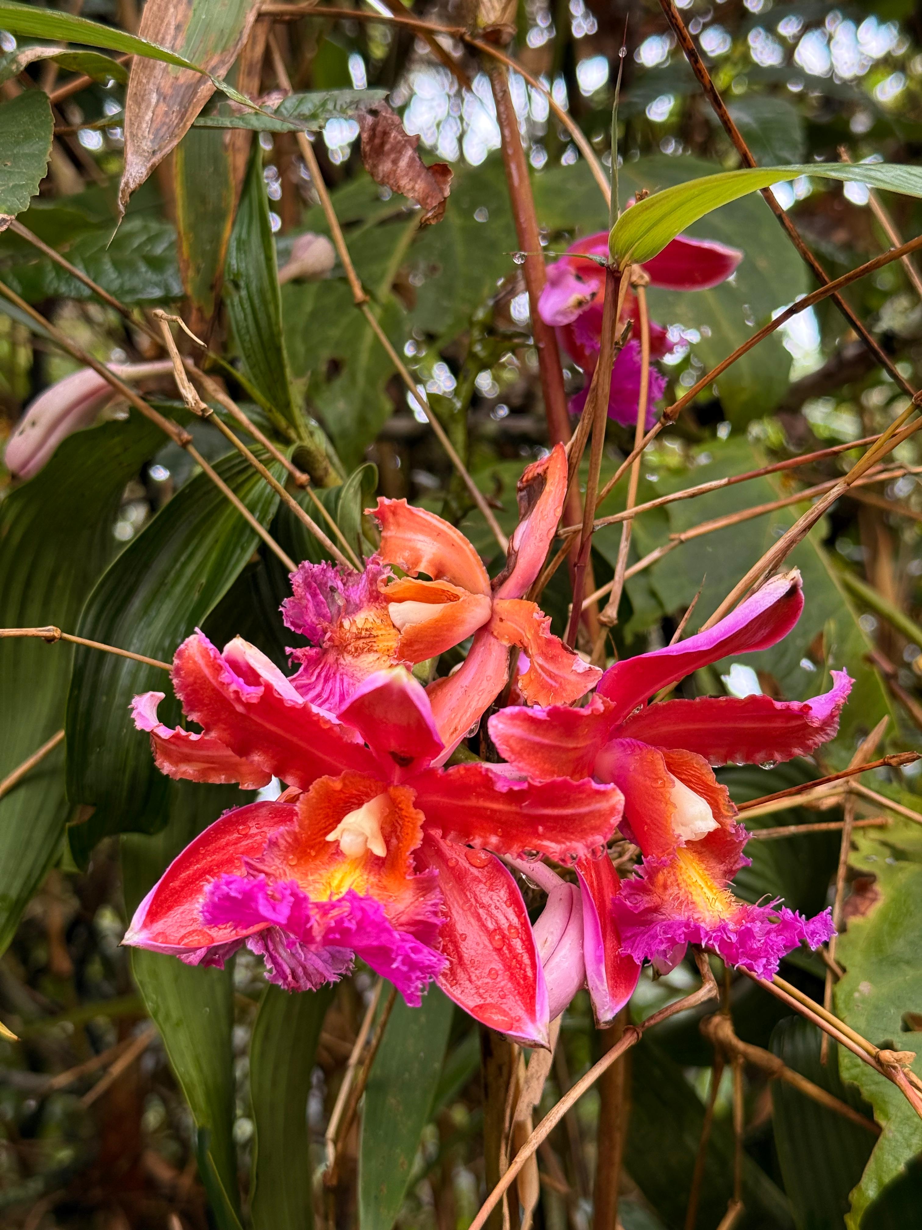 Orange and pink orchids blooming among green leaves and brown twigs.