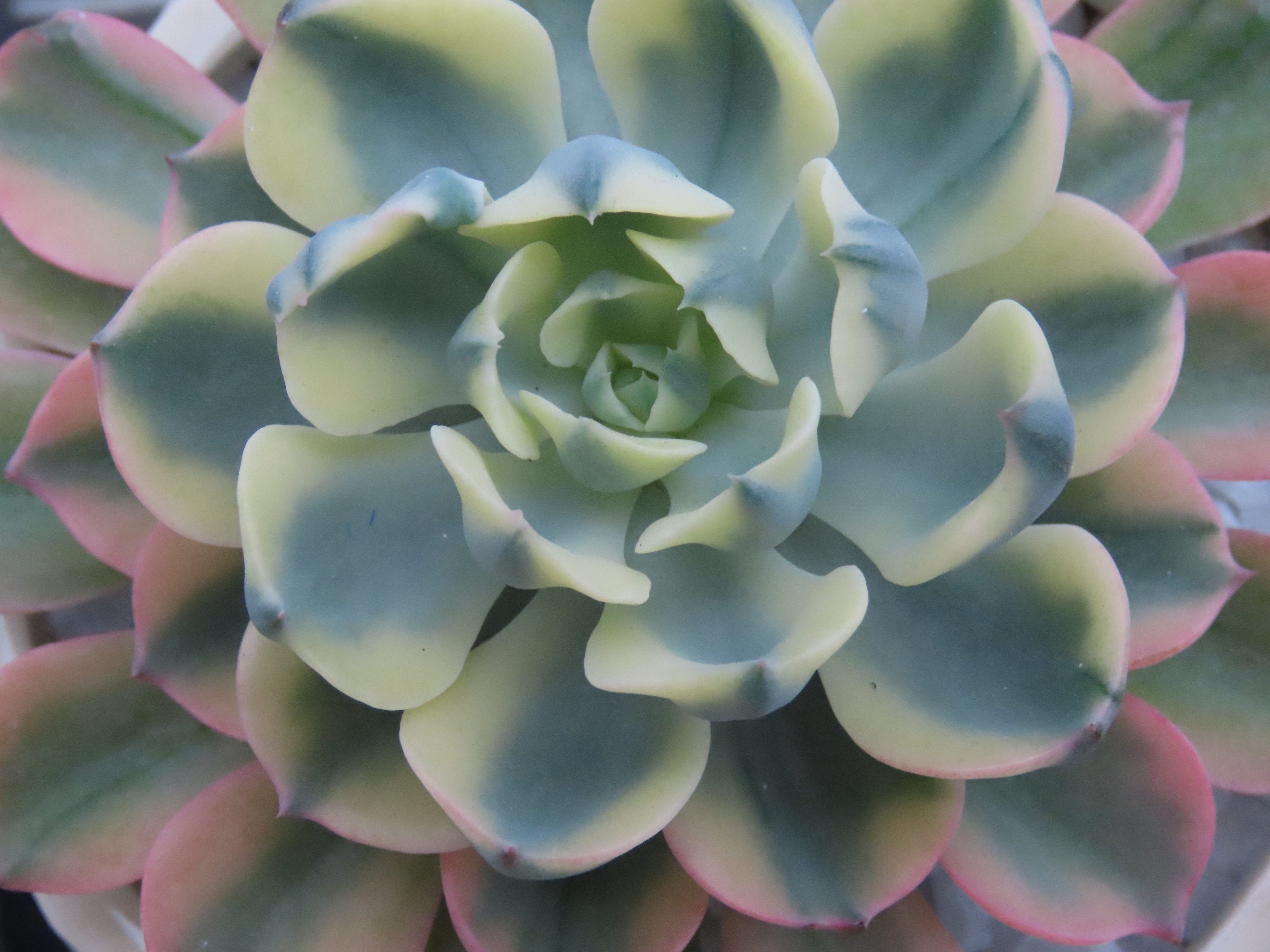 An Echeveria Raindrops succulent plant.