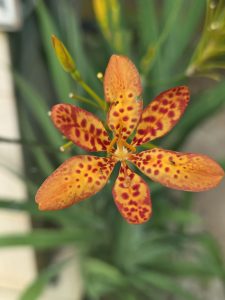 Close-up of an orange spotted flower with vibrant red markings in full bloom.Macro nature photograph with a soft green blurred background highlighting the flower’s details.
