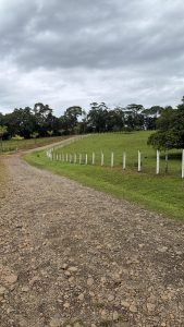 A stone path in a rural area of ​​Sarapiquí, surrounded by vast green pastures and white fences.