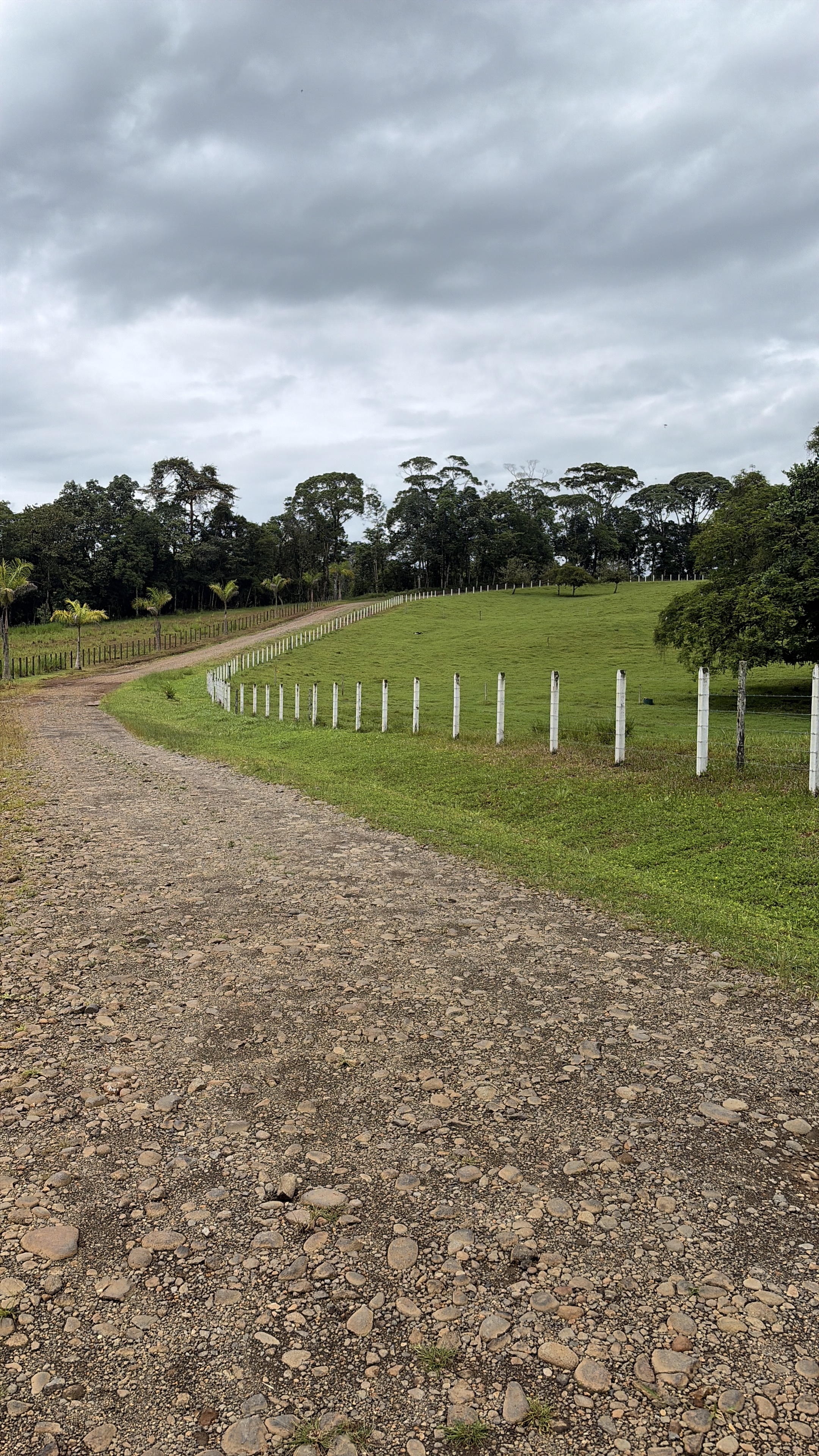 A stone path in a rural area of Sarapiquí, surrounded by vast green pastures and white fences.