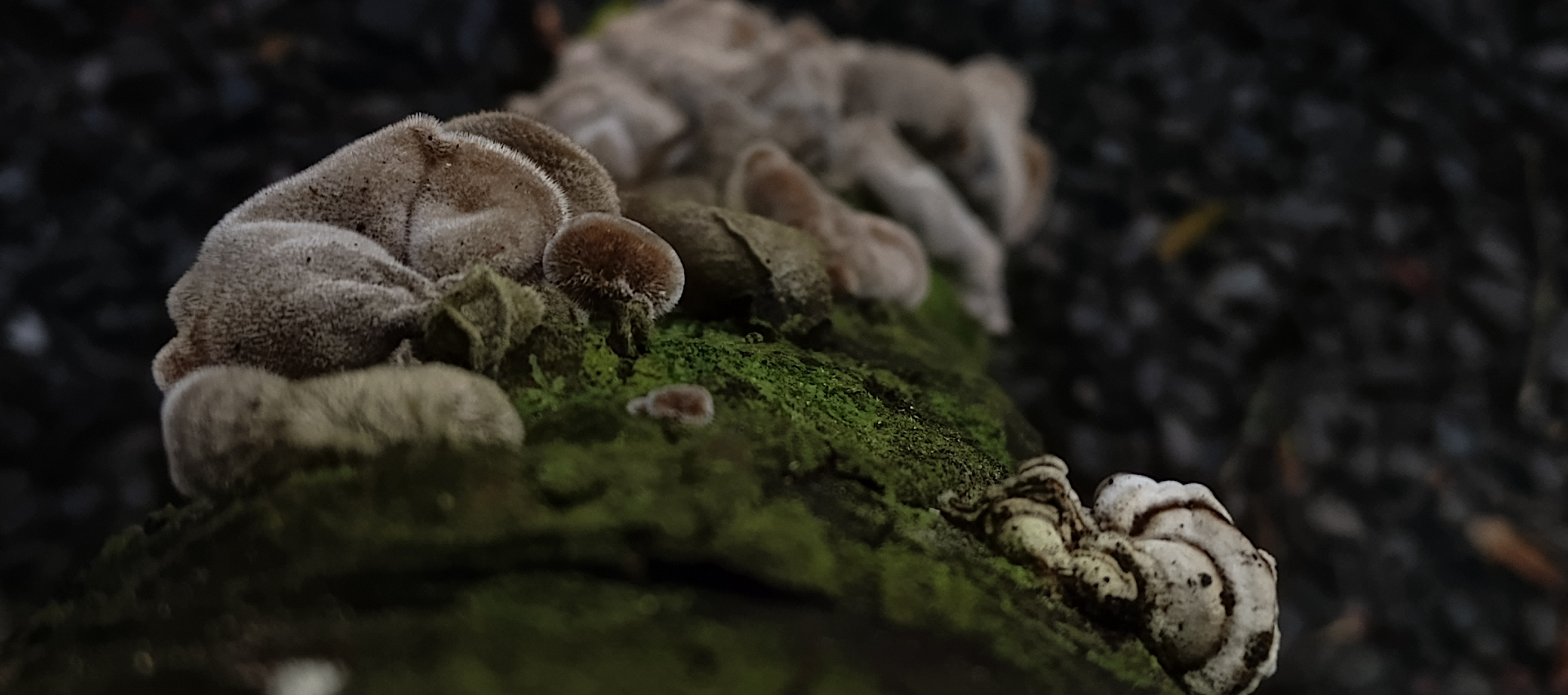 Fuzzy brown ear-shaped fungi growing along a moss-covered fallen branch.