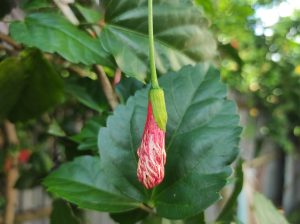  A close-up view of a single red hibiscus flower bud hanging vertically in front of large green leaves outdoors.
