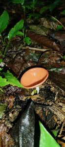 Single smooth orange disc-shaped mushroom growing among wet leaves and decaying wood.