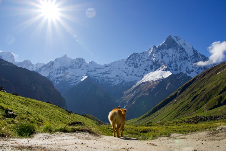 Golden-furred dog standing on a dirt path facing snow-capped mountain peaks, sun shining in a clear blue sky
