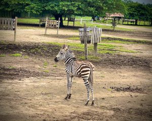 Zebra standing in an open enclosure with trees in the background.
