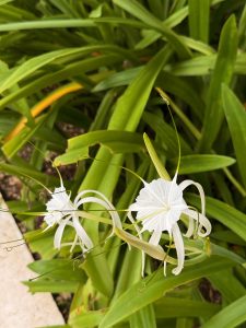 Two white flowers with ruffled petals and long stamens among green leaves.