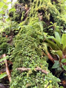 Close-up of a moss-covered log with small ferns and forest plants growing on it.